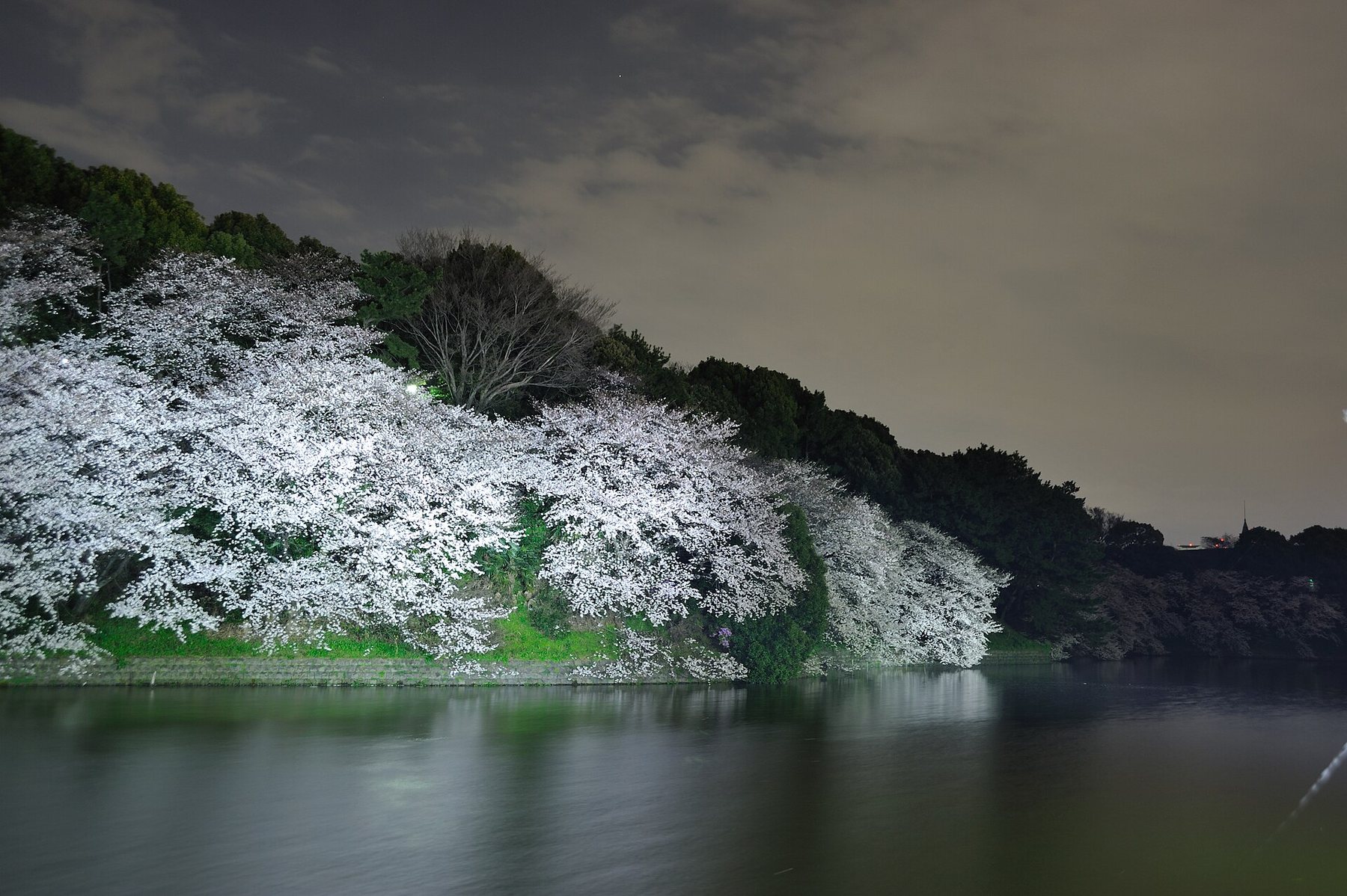 Cherry trees in full white bloom on the bank of a moat at night, lit from below and reflected in dark water